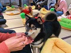 -逗柴咖啡屋·狗咖猫咖宠物桌游