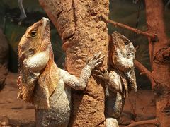 -费瑟代尔野生动物园