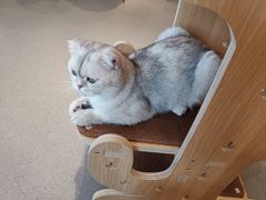 -飞行喵MR PILOT|猫舍·猫咖(静安大融城店)