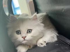 -爱侣宠医·鹦鹉专科·小型哺乳类·异宠专科(灵石路店)