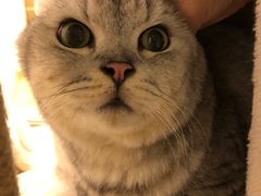 -猫咪派对(江南西店)