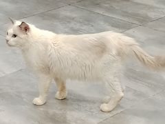 -楼上猫咖(罗湖店)