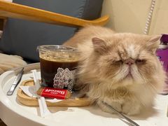 -滚猫咖啡·猫咖·猫友好撸猫(未来城店)