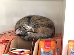 -创凡宠物医院·骨专科  猫科中心(西乡分院)