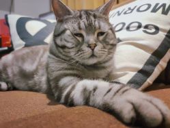 -幸运7纹身刺青Lucky7tattoo