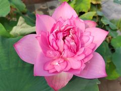 -莲花池公园