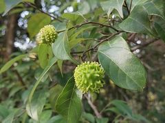 -增城大丰门漂流