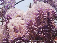 -嘉定紫藤园