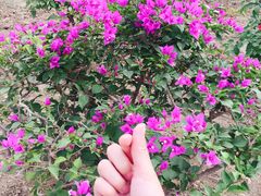 -燕郊植物园