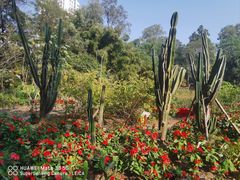 -广西壮族自治区药用植物园