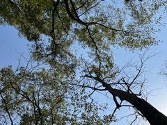 -上海共青森林公园