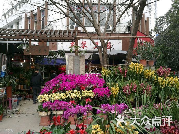 青石桥花鸟鱼虫市场-图片-成都购物-大众点评网