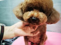 -宠福鑫康馨动物医院·骨科·眼科