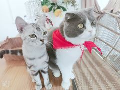 -共舞时光猫咖·狗咖(新街口店)