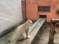 -青藏高原野生动物园