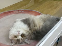 -青奢宠物·青奢猫舍
