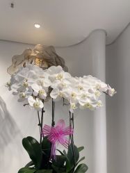 -YESIDO椰岛美容