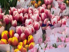 -循礼门鲜花花市(武汉循礼门店)