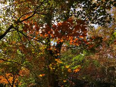 -上海共青森林公园