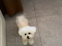 -帕帕拉兹宠物(亚洲旗舰店)