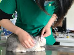 -瑞鹏宠物医院·微创内窥镜·骨外科·牙科(翠竹分院)