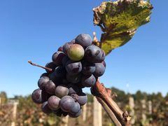 -安德鲁户外烧烤帐篷营地(马泉营店)