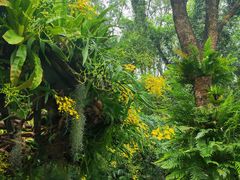 -深圳仙湖植物园