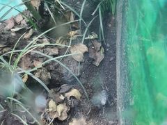 -上海大自然野生昆虫馆(东方明珠·爬宠昆虫探索中心)