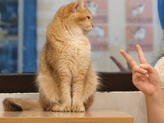 -有喵·猫咖·狗咖·30几只猫10只小狗(岗厦店)