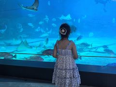 -烟台海昌鲸鲨海洋公园