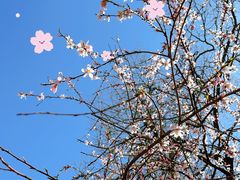 -桃花堤公园