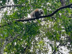 -野象谷景区