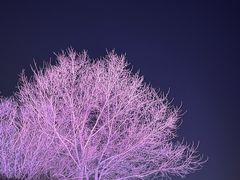 -红光山