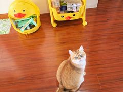-思琪宠物医院(昆山花桥店)