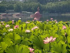 -莲花池公园