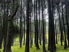 -玉苍山国家森林公园