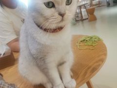 -藏猫猫咖啡主题馆(中央大道店)