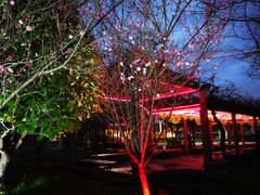 -锦江乐园舞狸花花游园会(夜场专享)