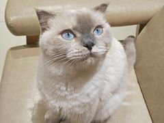 -藏猫猫咖啡主题馆(中央大道店)