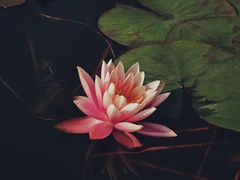 -中国科学院华南植物园