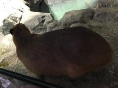 -正佳雨林生态植物园