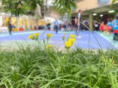 -广州市荔湾区育星和平幼儿园