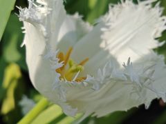 -上海鲜花港