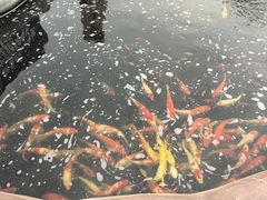 -金卉庄园