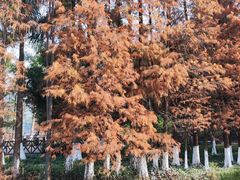 -番禺大夫山森林公园