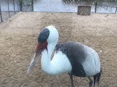 -盐城丹顶鹤湿地生态旅游区