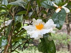 -云溪植物园