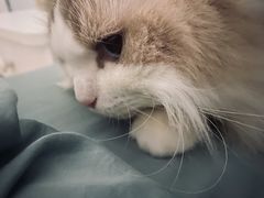 -宠爱国际动物医院·消化内科·心肾内科·ISFM猫友好(望京店)