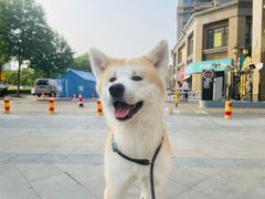 -心仪动物医院·牙专科·肿瘤·心脏科(西客站院)