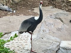 -燕塞湖鸟语林景区
